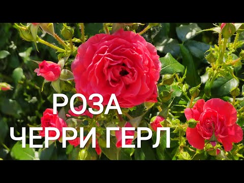 Роза флорибунда Черри Герл (Cherry Girl) - купить с доставкой ...