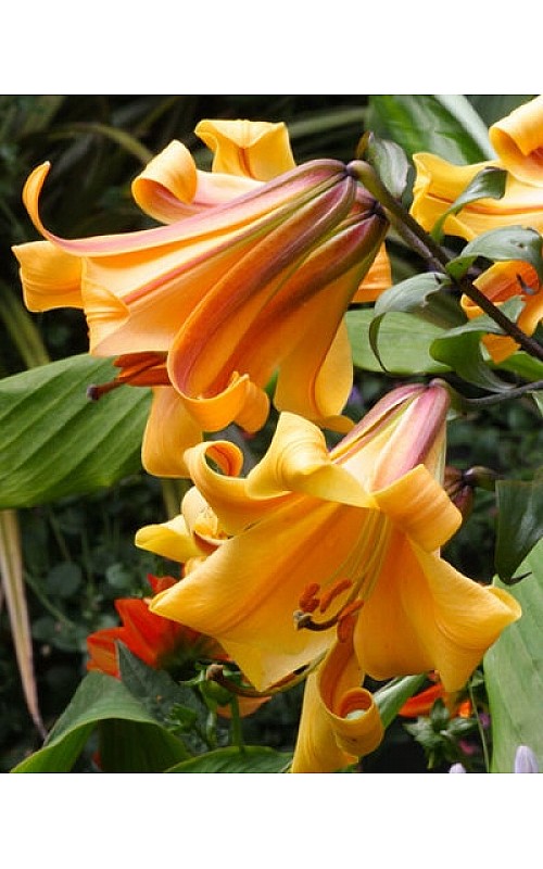 African Queen Lily - Flowers And Bulbs ...