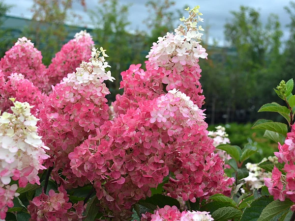 Гортензия метельчатая Фрайз Мельба / Hydrangea paniculata ...