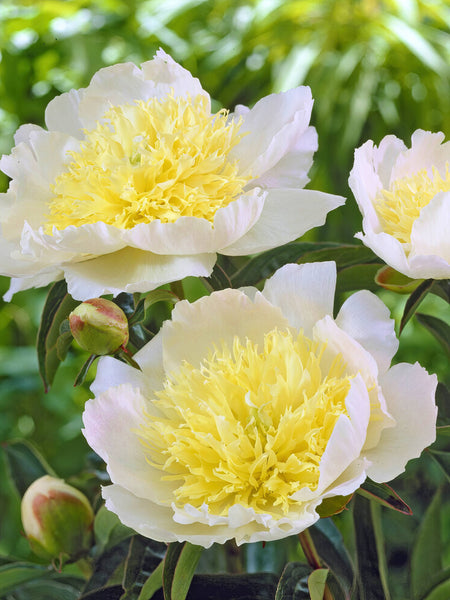 Paeonia 'Honey Gold ...