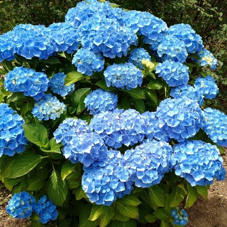 Саженец гортензии метельчатой сорт 'Даймонд Руж'/Hydrangea ...