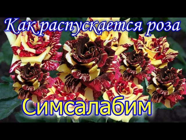 Роза чайно-гибридная Simsalabim (Сим ...