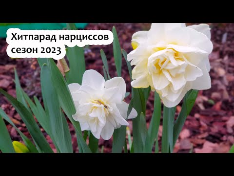 🌱 Нарцисс Махровый Replete по цене от ...