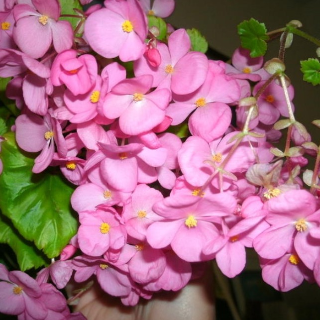 Бегония 'Глюар де Лоррейн' (Begonia hybrida 'Gloire de ...