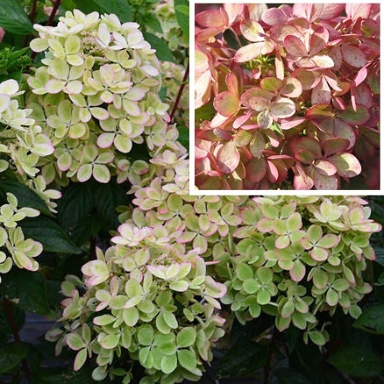 Гортензия метельчатая Пандрия: купить саженцы Hydrangea ...