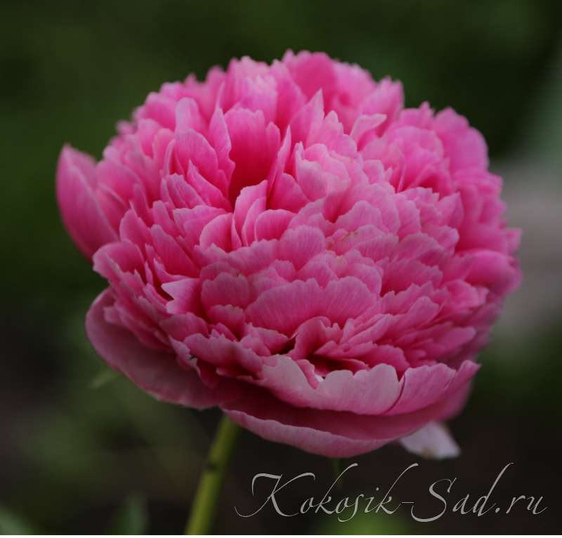 10+Seeds| Mary Jo Legare Peony Perennial Seeds #B025 | eBay