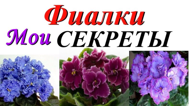 Чёрная фиалка | Click & Grow