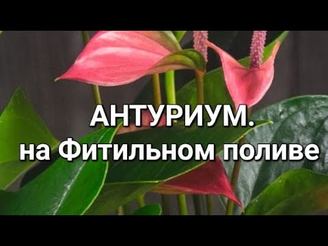 Уход за Антуриум Андре | Эдельвейс - всё для ваших растений