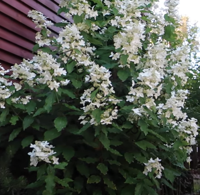 Гортензия метельчатая (Hydrangea paniculata Magical Starlight ...