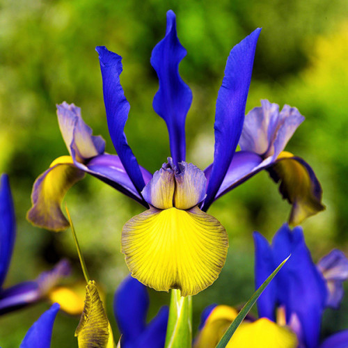 Iris Hollandica Blue Magic (Ирис Голландский)