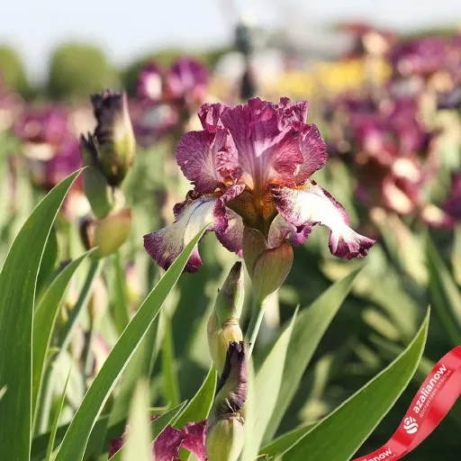 Ирис болотный (Iris pseudacorus) - Ирис ...