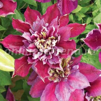 Clematis Temptation