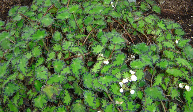 Бегония вечноцветущая Белина Оранж/Begonia Belina Orange ...