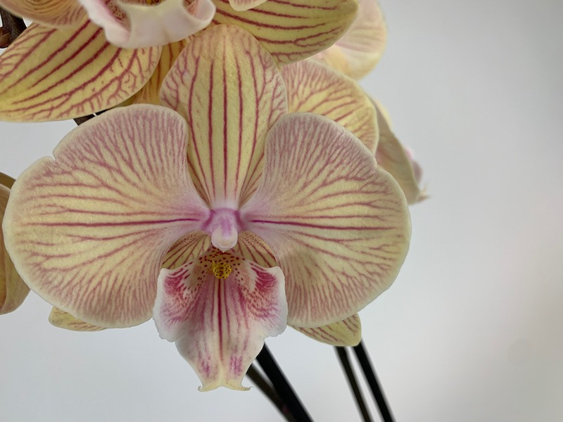 Моя новиночка орхидея ТУРИН. Phalaenopsis TORINO , бабулетка ...