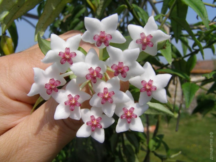 Hoya Lanceolata ssp. bella variegata - FloraPiter.Ru ...