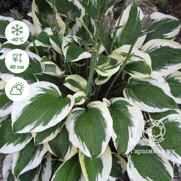 Hosta 