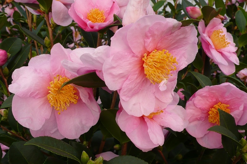 Camellia japonica Pink - Камелия ...