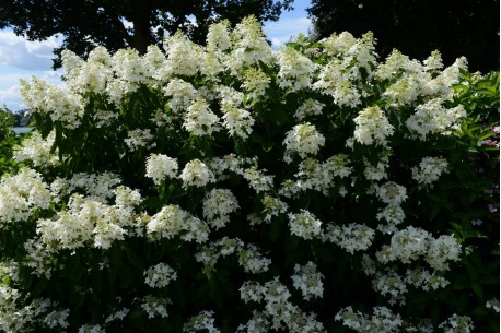 Саженцы Гортензия метельчатая на штамбе Грейт Стар (Hydrangea ...