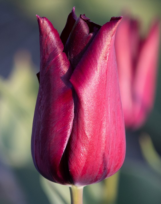 lily flowered tulip bulbs Tulipa Merlot ...