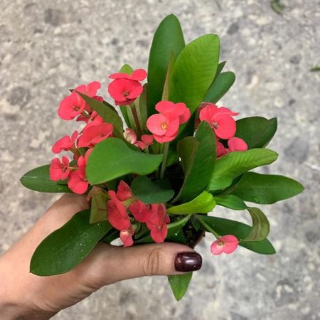 ᐅ Молочай миртолистный (Euphorbia myrsinites) купить по цене ...