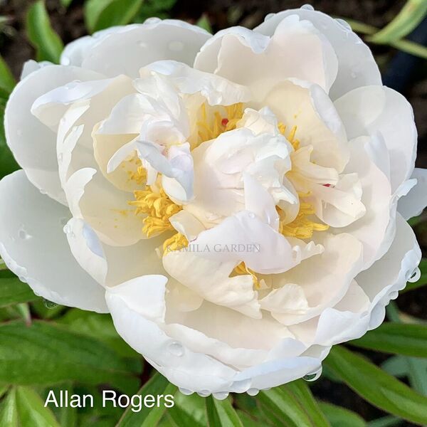 Paeonia 'Cheddar Surprise' Peony | Garden Center Marketing