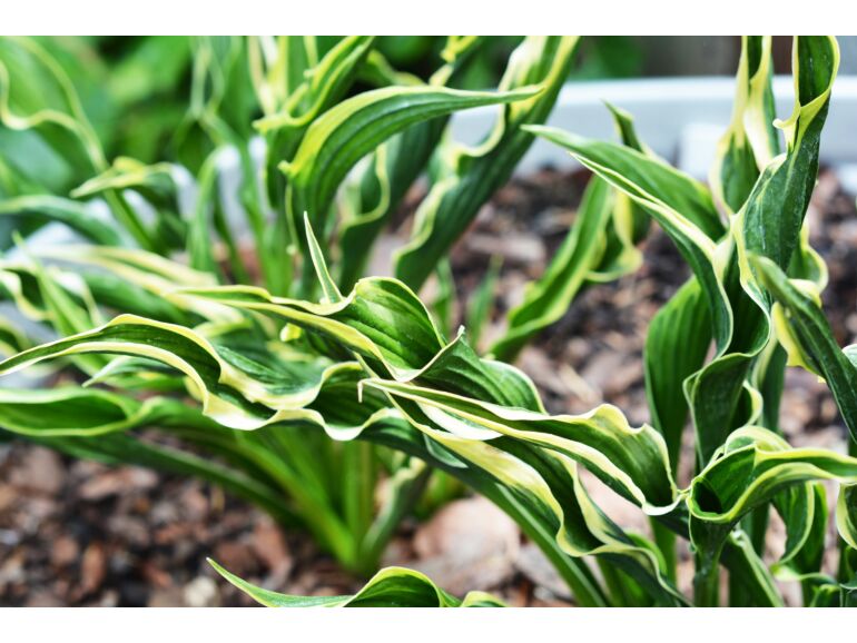 Hosta 'Praying Hands' | Praying Hands Hosta