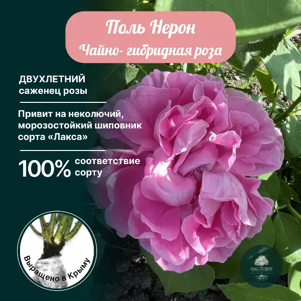 Саженцы розы Поль Нейрон: продажа, цена ...