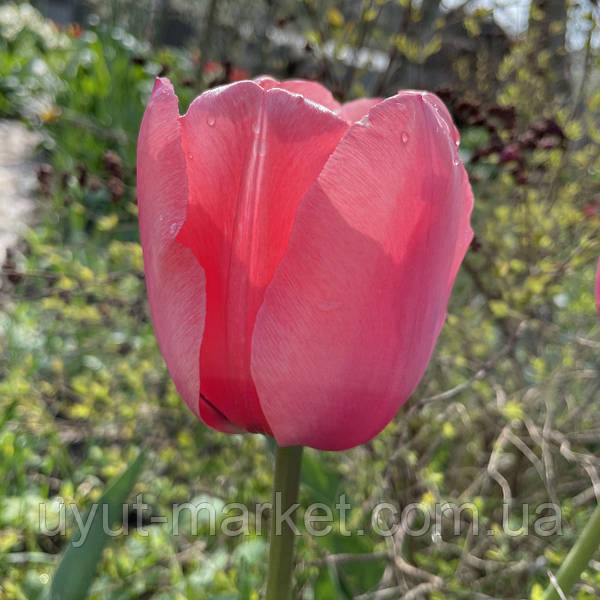 Tulip Pink Impression