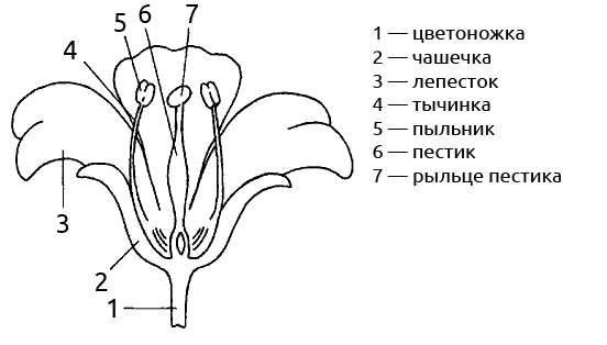 Плоды цветковых растений