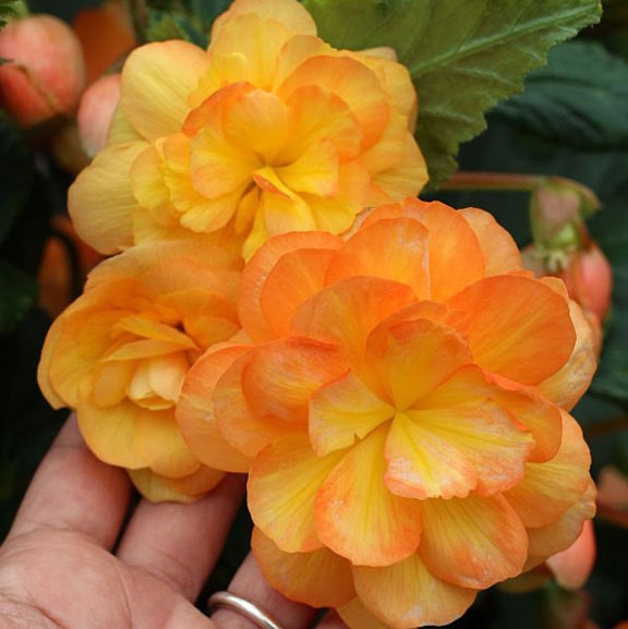 Бегония элатиор ''Solenia Apricot'' - BEGONIA elatior ...