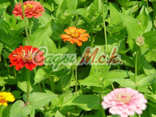 Zinnia Kalif. Giant Mix ...