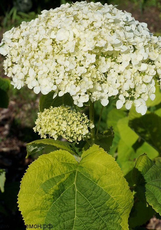 Hydrangea Annabelle ...