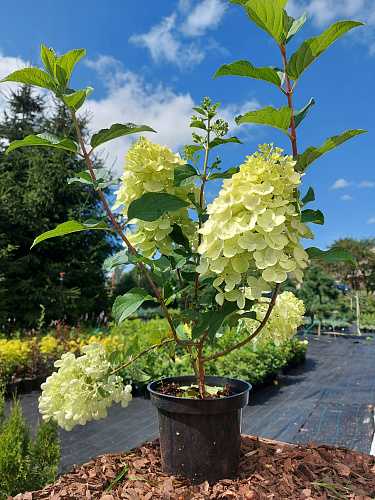 Hydrangea paniculata Magical Candle. Гортензия метельчатая ...