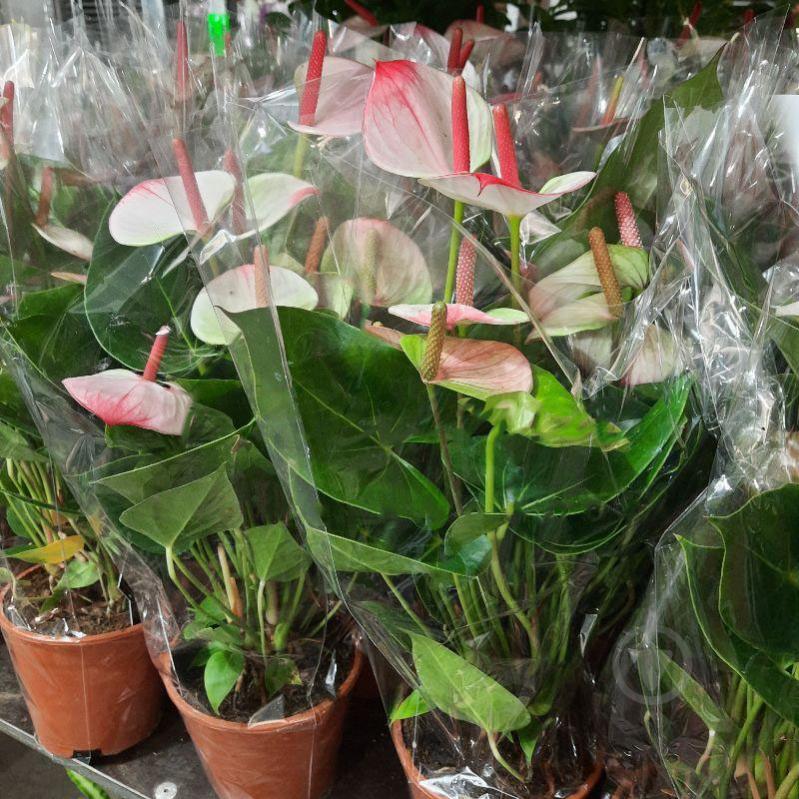 Anthurium Princess Amalia Elegance ...