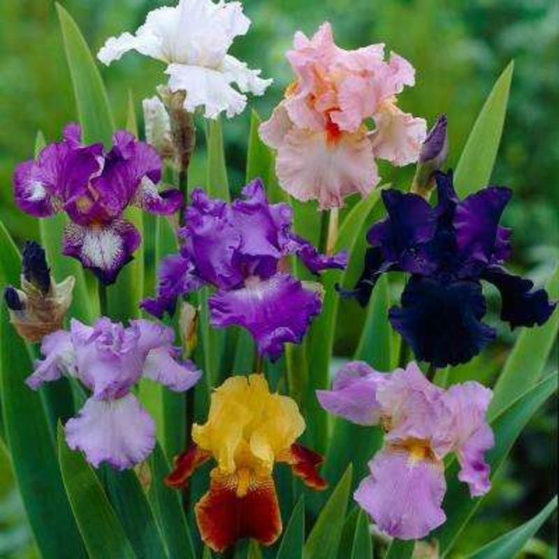 Ирис бородатый Черишед (iris germanica cherished) 🌿 Черишед ...