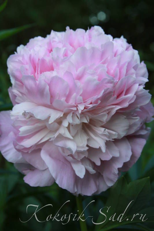 Dresden Pink #peony - YouTube