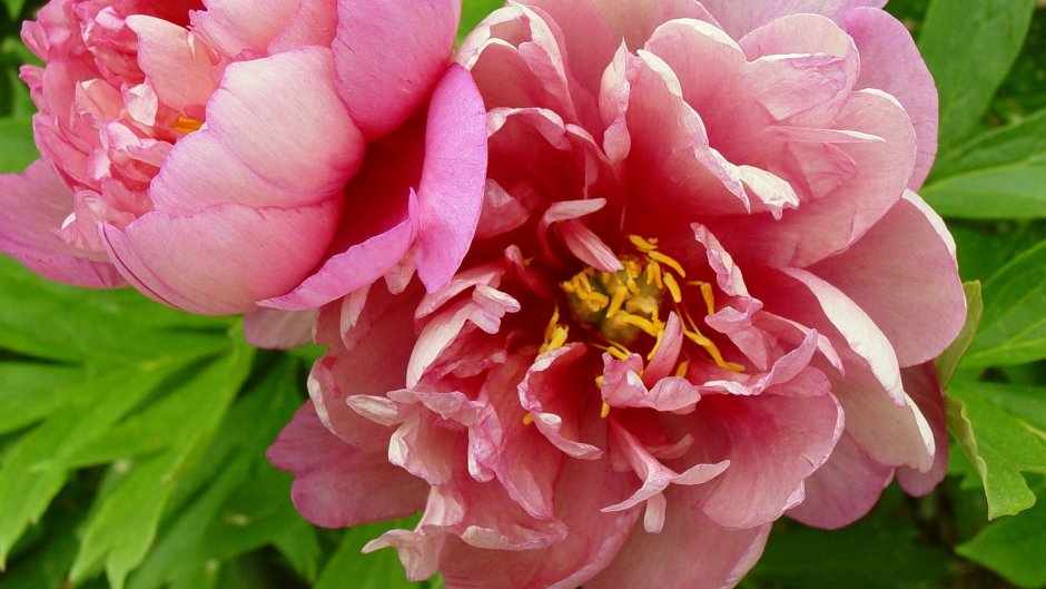 Pivoine Lady Alexandra Duff - Paeonia lactiflora Lady ...