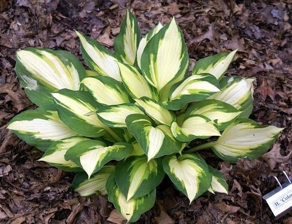 Hosta Color Festival ...