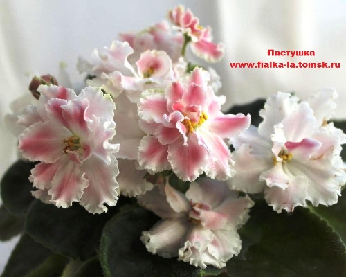 Online Shop of African Violets