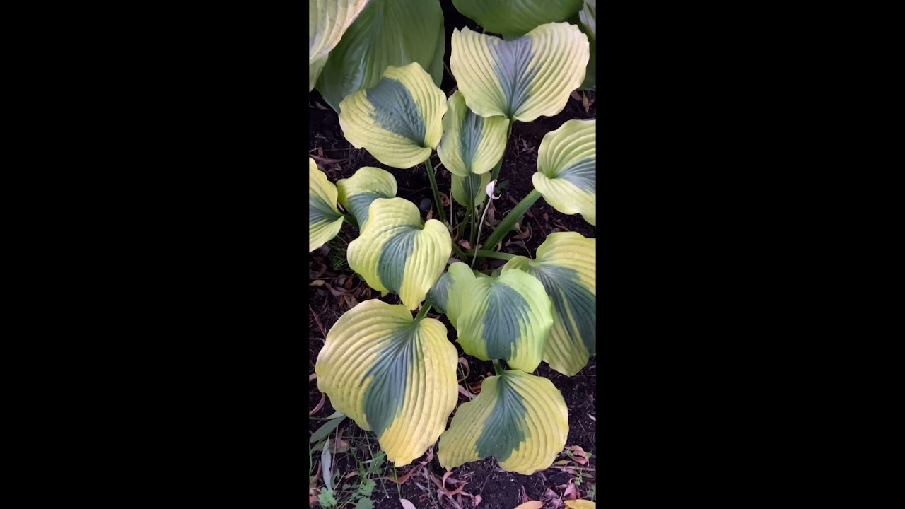 Hosta.com.ua. Хоста Goodness Gracious (Гуднесс Грациус ...