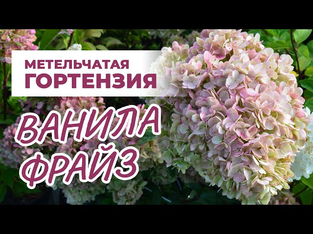 Гортензия метельчатая «Ванила Фрайз» (Vanille Fraise ...