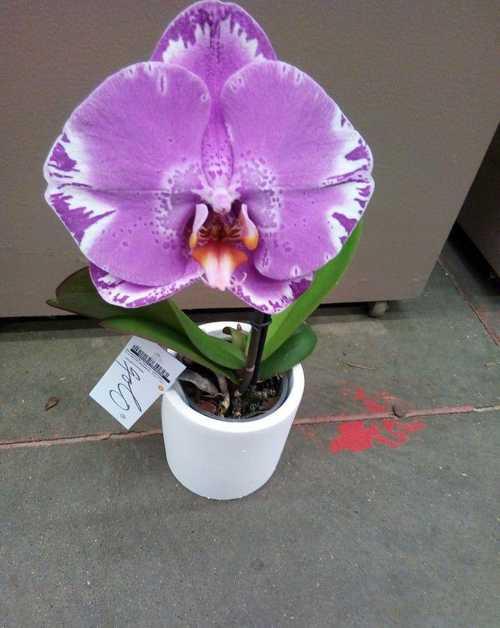 Купить духи Victorio Lucchino No 12 Orquidea Exotica ...