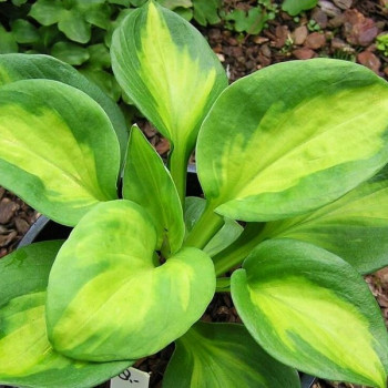 Хоста Аутум Фрост \ hosta Autumn Frost ( саженцы р9 ...