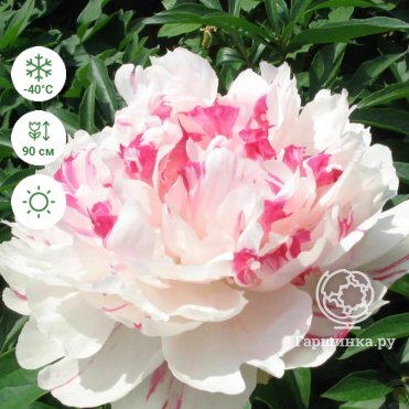 Paeonia lactiflora 'Festiva Maxima' AGM Fragrant (Early-Mid ...