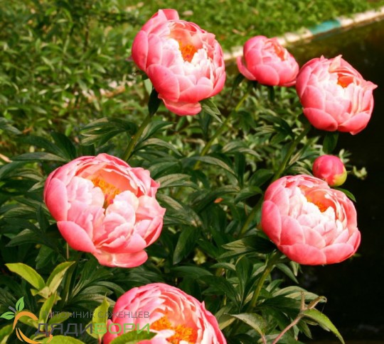 Купить пион paeonia coral charm по цене ...