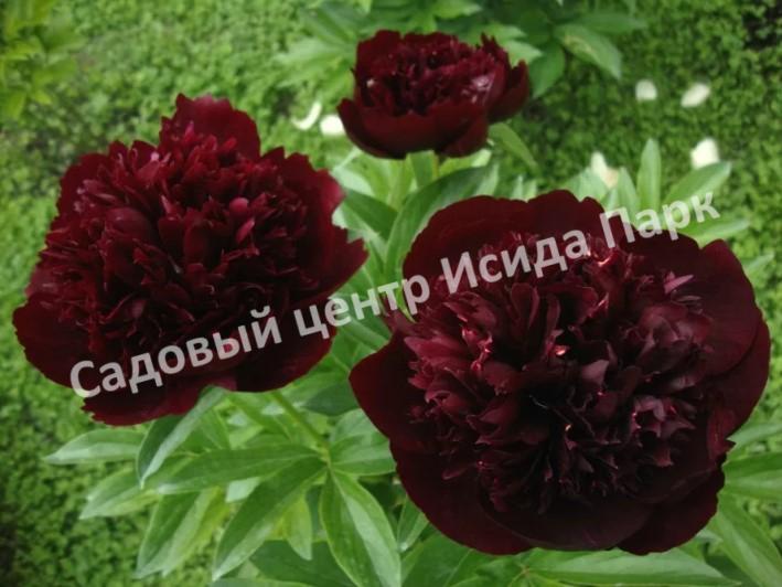 Paeonia Bob Пион Боб Осень 2022