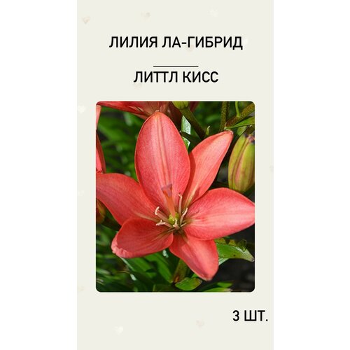 Lilium — каталог из 972 сортов и видов ...