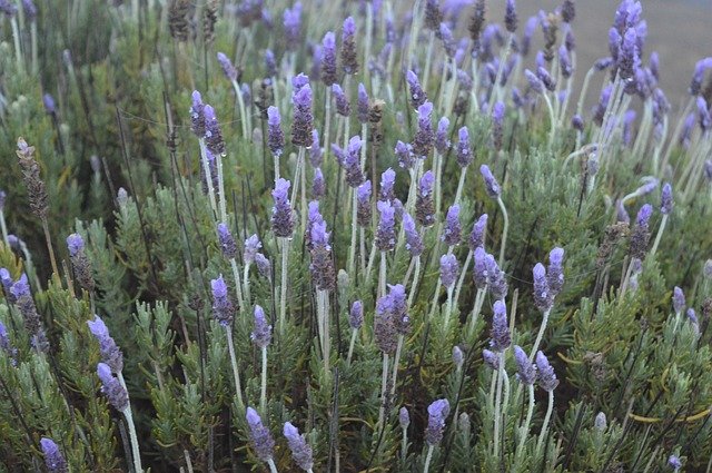 Lavender Nature Purple от OffiDocs для офиса