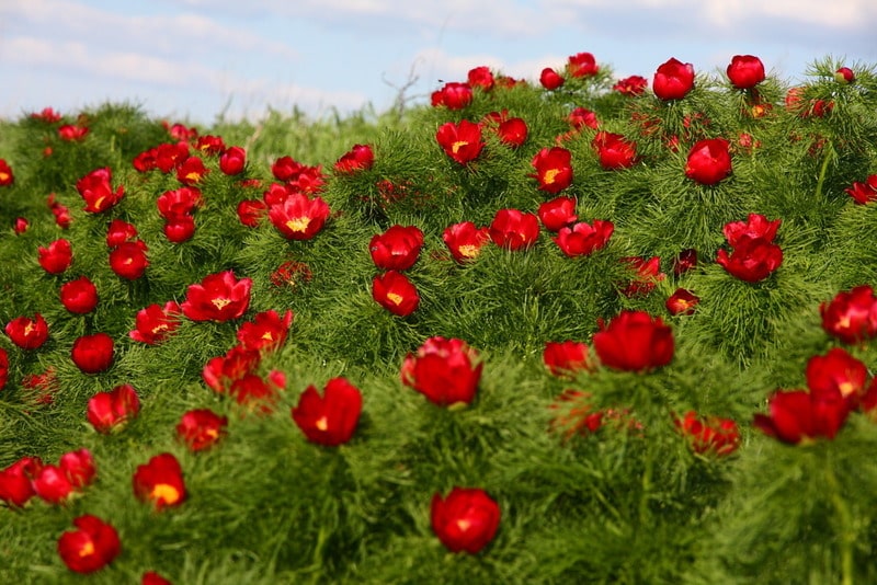 Пион тонколистный ~ Paeonia tenuifolia ...