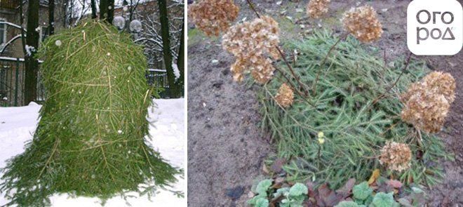 Что нужно делать, чтобы гортензия ...